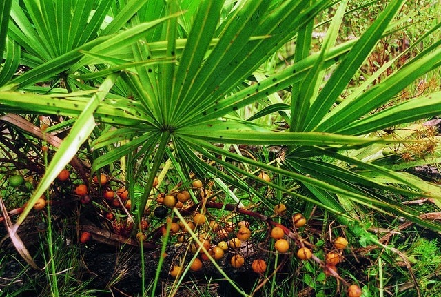 Does Saw Palmetto Affect Testosterone?