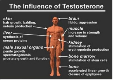 Can Testosterone Boosters Hurt You?