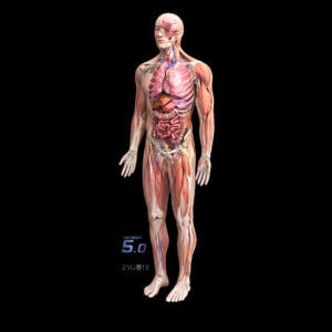 3d-male-anatomy-collection